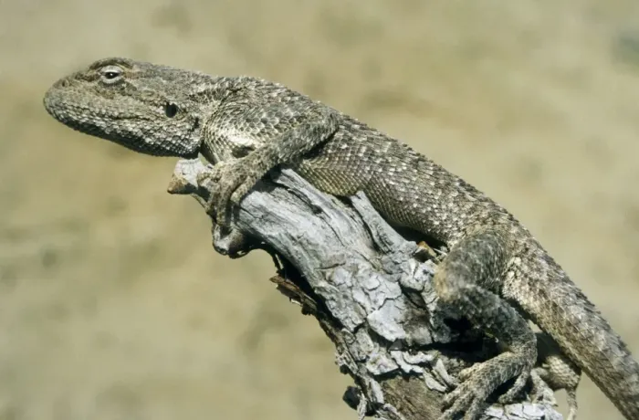 Framed Print : Agama Lizard - on a dry bush watching for prey - Central Karakum desert - Turkmenistan - former CIS - March Tm25. 0004