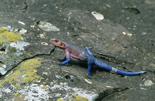 Agama Lizard - male in breeding colours Kenya, Africa
