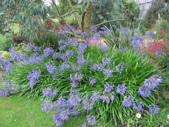 Framed Print : Agapanthus in garden Framed Print : Agapanthus in garden