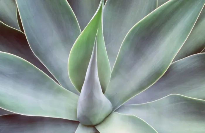 Framed Print : AGAVE ATTENUATUM - close-up Framed Print : AGAVE ATTENUATUM - close-up
