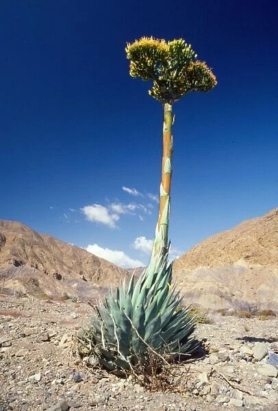 Agave Cedros Island, Mexican state of Baja California