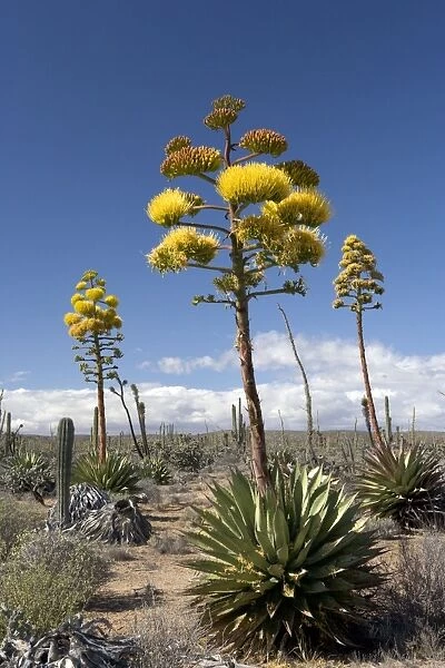 Agave (coastal Agave) - Photographed in the Central Desert of Baja California, Mexico
