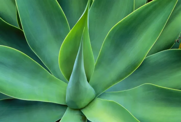 Framed Print : Agave Leaves - Central America JPF36940 Framed Print : Agave Leaves - Central America JPF36940