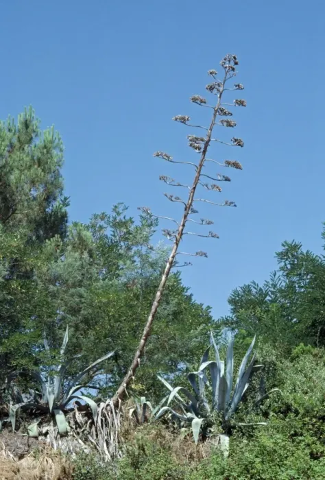 Framed Print : Agave PPG 1155 Agave americana © Pascal Goetgheluck / ardea. com Framed Print : Agave PPG 1155 Agave americana © Pascal Goetgheluck / ardea. com