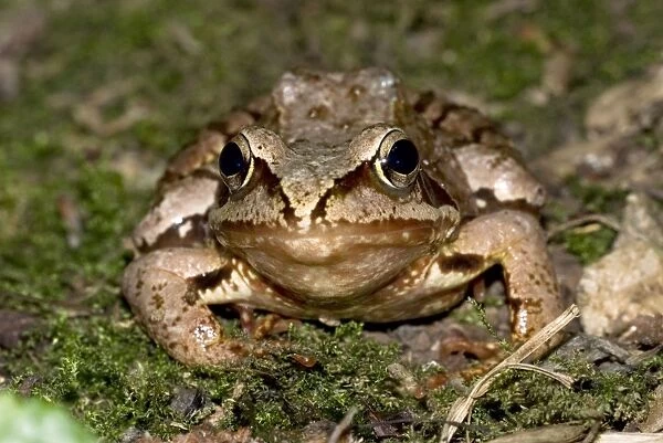 Agile frog - Close up of head from front - Bukk National Park - Hungary