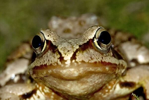 Agile frog - Close up of head from front - Bukk National Park - Hungary
