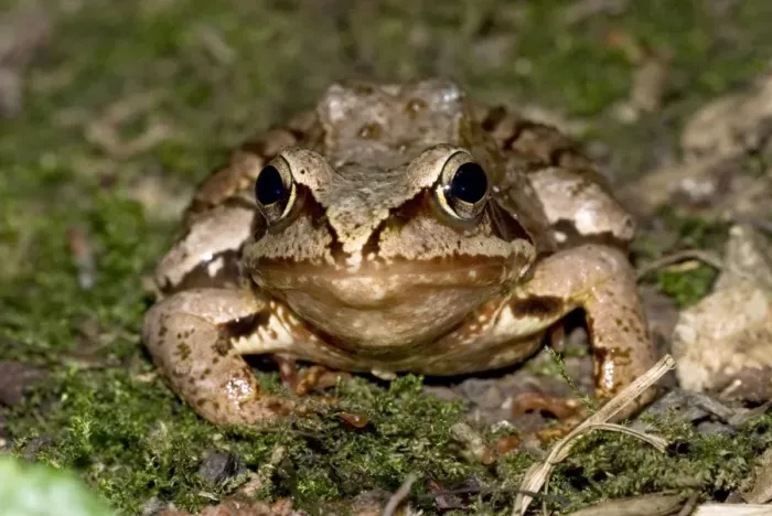 Framed Print : Agile frog - Close up of head from front - Bukk National Park - Hungary Framed Print : Agile frog - Close up of head from front - Bukk National Park - Hungary
