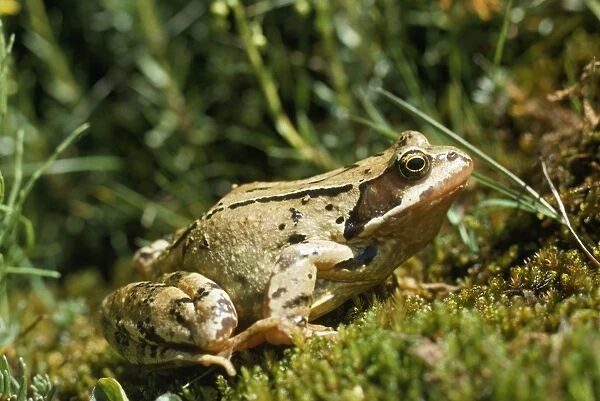 Agile Frog - The hind legs are unusually long, which allow this species to jump up to two meters in distance