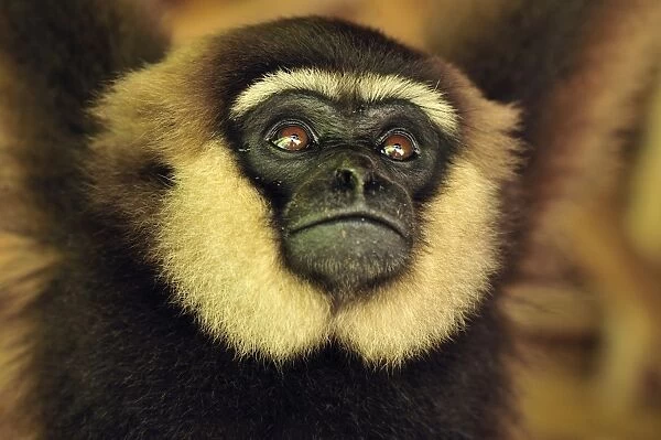 Agile Gibbon  /  Black-handed Gibbon - portrait - Tanjung Puting National Park - Kalimantan - Borneo - Indonesia