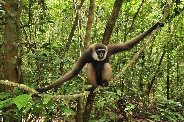 Agile Gibbon  /  Black-handed Gibbon - sitting on liana - Tanjung Puting National Park - Kalimantan - Borneo - Indonesia