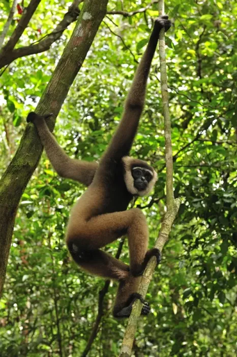 Framed Print : Agile Gibbon / Black-handed Gibbon - Tanjung Puting National Park - Kalimantan - Borneo - Indonesia Framed Print : Agile Gibbon / Black-handed Gibbon - Tanjung Puting National Park - Kalimantan - Borneo - Indonesia