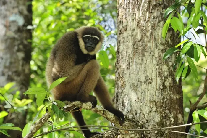 Framed Print : Agile Gibbon  /  Black-handed Gibbon - Tanjung Puting National Park - Kalimantan - Borneo - Indonesia