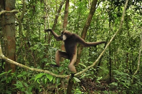 Agile Gibbon  /  Black-handed Gibbon - walking on liana vine - Tanjung Puting National Park - Kalimantan - Borneo - Indonesia