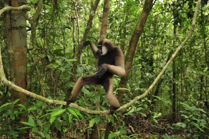 Framed Print : Agile Gibbon / Black-handed Gibbon - walking on liana vine - Tanjung Puting National Park - Kalimantan - Borneo - Indonesia Framed Print : Agile Gibbon / Black-handed Gibbon - walking on liana vine - Tanjung Puting National Park - Kalimantan - Borneo - Indonesia