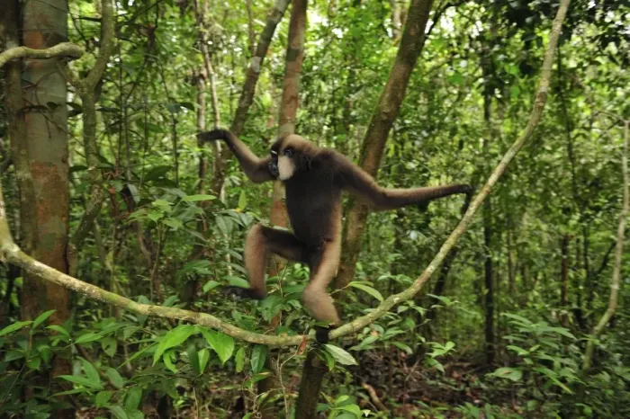 Framed Print : Agile Gibbon / Black-handed Gibbon - walking on liana vine - Tanjung Puting National Park - Kalimantan - Borneo - Indonesia Framed Print : Agile Gibbon / Black-handed Gibbon - walking on liana vine - Tanjung Puting National Park - Kalimantan - Borneo - Indonesia