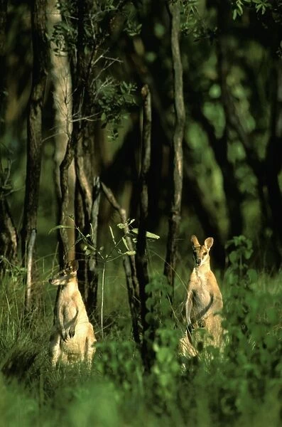 Agile  /  Kimberley  /  Sandy  /  Jungle  /  Grass  /  River Wallaby - On hind legs in woods - Kakadu National Park (World Heritage Area), Northern Territory, Australia, Far north coast of Australia JPF52740