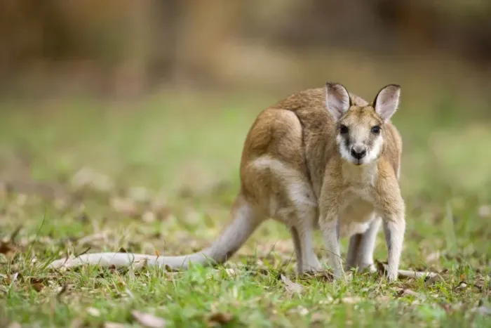 Framed Print : Agile Wallaby- adult Agile Wallaby foraging on grassy ground - Katherine Gorge National Park, Nitmiluk National Park, Northern Territory, Australia