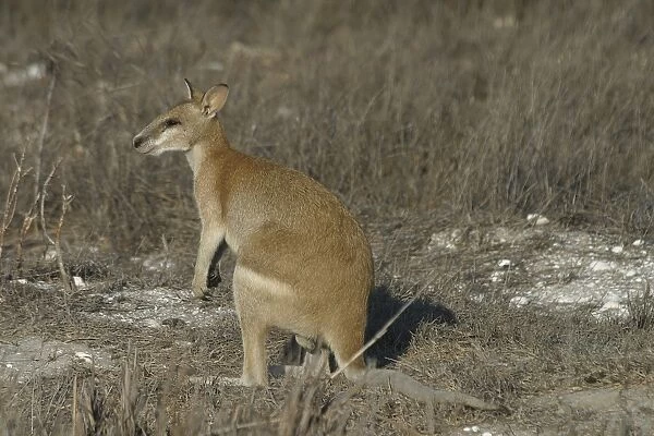 Agile Wallaby - Quite common and is considered a pest in farming areas as it will take crops and feed on pasture. Normally feeds on native grasses and in dry areas will dig for roots
