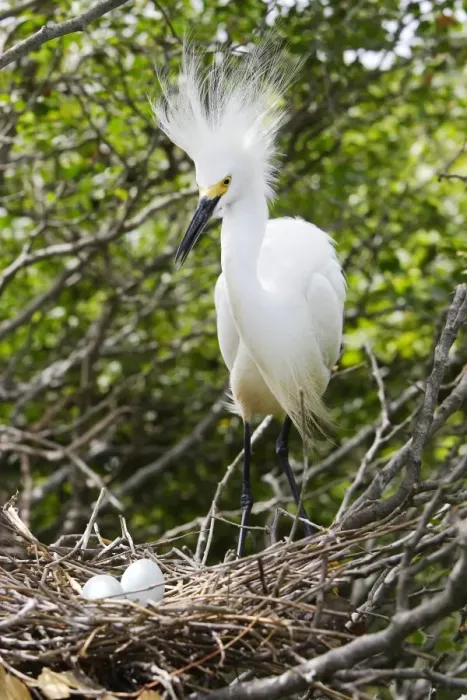 Framed Print : Aigrette neigeuse au nid. Egretta thula. Venezuela Framed Print : Aigrette neigeuse au nid. Egretta thula. Venezuela