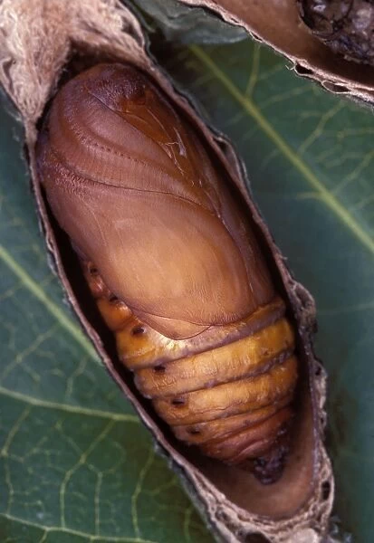 Ailanthus  /  Cynthia Silkmoth - chrysalis. South East Asia, acclimatized in France