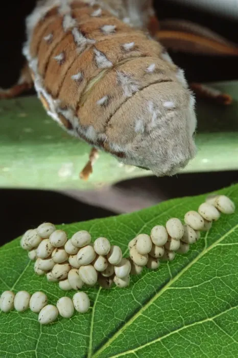 Framed Print : Ailanthus / Cynthia Silkmoth - female laying its eggs on a Tree-of-heaven's leave. South East Asia, acclimatized in France Framed Print : Ailanthus / Cynthia Silkmoth - female laying its eggs on a Tree-of-heaven's leave. South East Asia, acclimatized in France