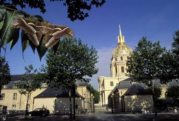 Ailanthus  /  Cynthia Silkmoth - on leaves in front of the “Invalides” in Paris. South East Asia, acclimatized in France