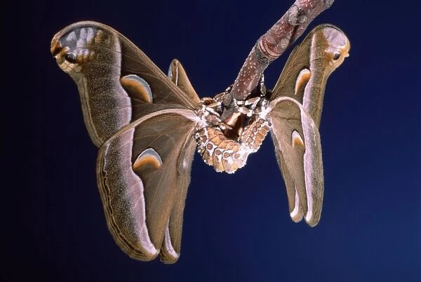 Ailanthus  /  Cynthia Silkmoth - mating on female's cocoon South East Asia, acclimatized in France