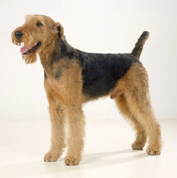 Framed Print : Airedale Terrier Dog Framed Print : Airedale Terrier Dog