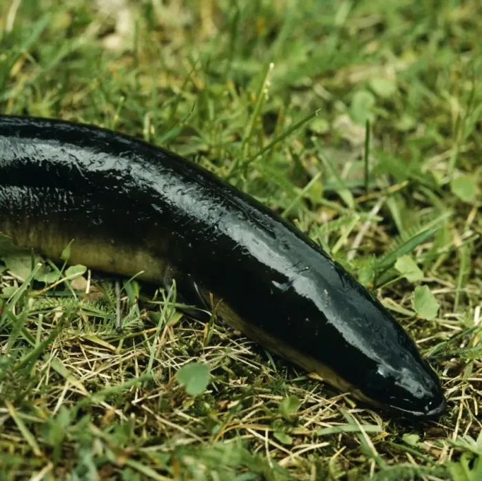 Framed Print : Eel. AL-1141. EEL - ON GRASS. Ake Lindau Framed Print : Eel. AL-1141. EEL - ON GRASS. Ake Lindau
