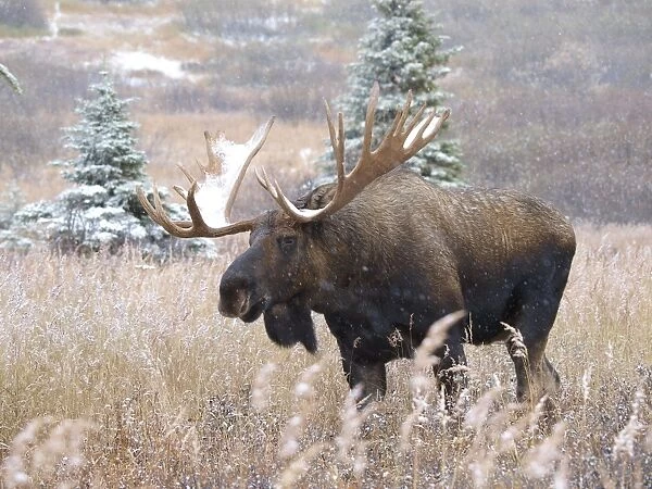 Alaksan Moose - bull in blizzard - Alaska - USA