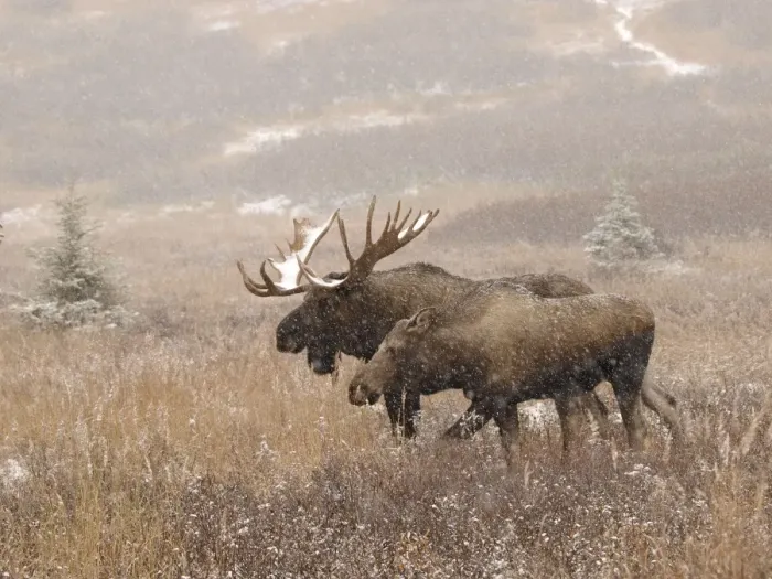 Framed Print : Alaksan Moose - bull & cow in snowfall - Alaska - USA Framed Print : Alaksan Moose - bull & cow in snowfall - Alaska - USA
