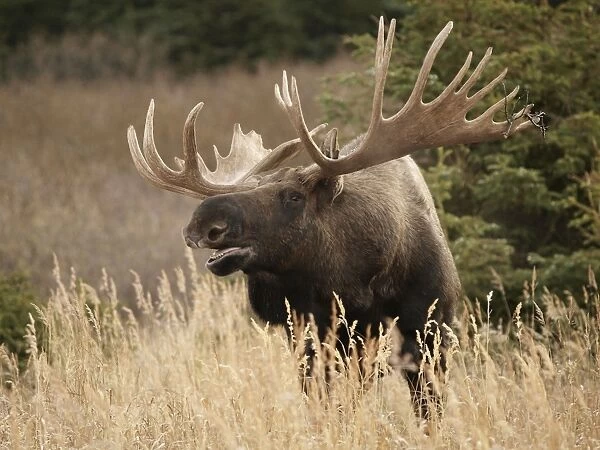 Alaksan Moose - bull rutting - Alaska - USA