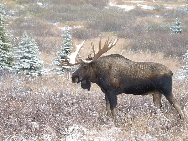 Alaksan Moose - bull in snowfall - Alaska - USA