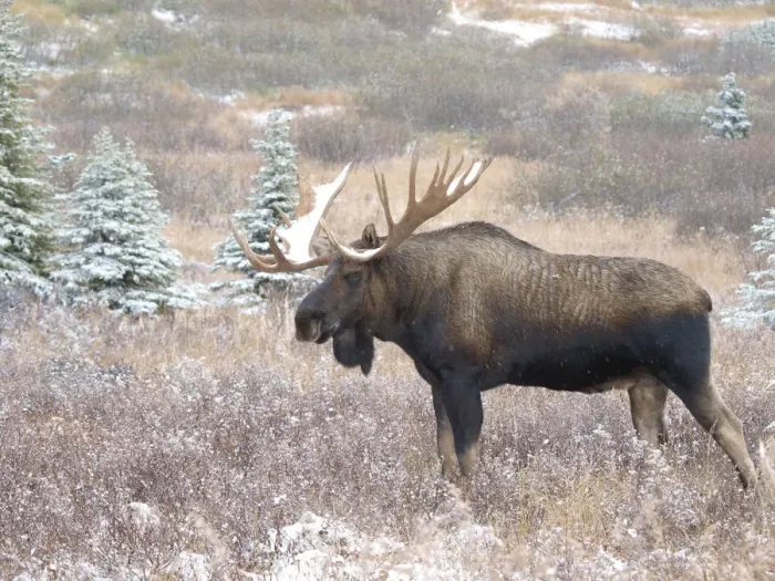 Framed Print : Alaksan Moose - bull in snowfall - Alaska - USA Framed Print : Alaksan Moose - bull in snowfall - Alaska - USA