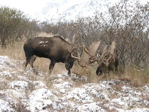 Alaksan Moose - two bulls fighting - Alaska - USA