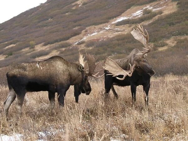 Alaksan Moose - two bulls rutting - Alaska - USA
