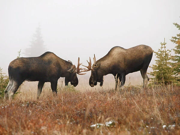 Alaksan Moose - two young bulls in Autumn - Alaska - USA