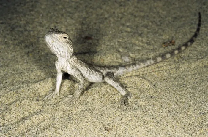 Framed Print : Alarmed small Agamid lizard - during feeding at dusk - typical in sand dunes of Central Karakum desert - summer - Turkmenistan - former CIS Tm31. 0162(1809) Framed Print : Alarmed small Agamid lizard - during feeding at dusk - typical in sand dunes of Central Karakum desert - summer - Turkmenistan - former CIS Tm31. 0162(1809)