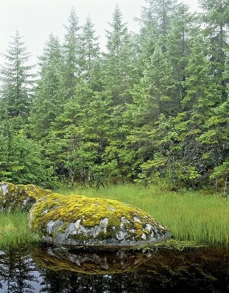 Alaska - Tongass National Forest, in Southeast Alaska, is part of the nation's largest temperate rain forest. Photo shows small scene along small unnamed pond. SX674