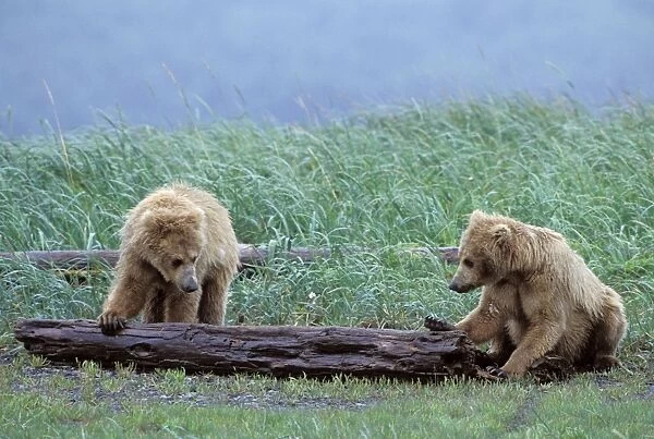 Alaskan Brown Bear - 2 year old cubs playing with log Katmai National Park, Alaska