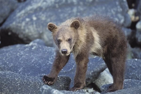Alaskan Brown Bear - 3 month old cub Katmai National Park, Alaska