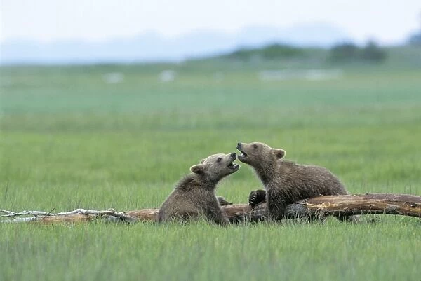 Alaskan Brown Bear - 4-6 month old cubs playing - Katmai National Park, AK
