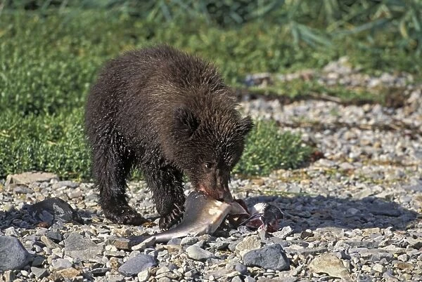 Alaskan Brown Bear - 6-8 month old cub eating salmon Katmai National Park, Alaska
