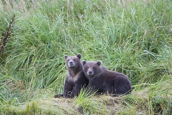 Alaskan Brown Bear - 6-8 month old cubs - Katmai National Park, Alaska