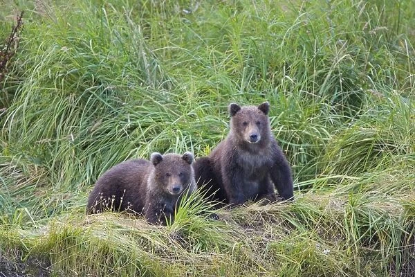 Alaskan Brown Bear - 6-8 month old cubs sitting in tall grass - Katmai National Park - Alaska