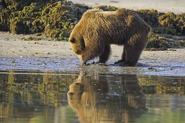 Alaskan Brown Bear - clamming - Katmai National Park, AK