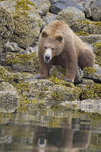 Alaskan Brown Bear - clamming - Katmai National Park, AK