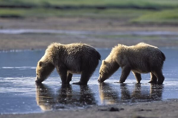 Alaskan Brown Bear - drinking water - Katmai National Park - Alaska
