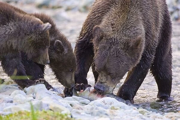 Alaskan Brown Bear - feeding on fish - Katmai National Park, Alaska