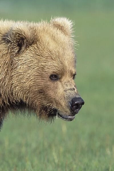 Alaskan Brown Bear - Katmai National Park - Alaska